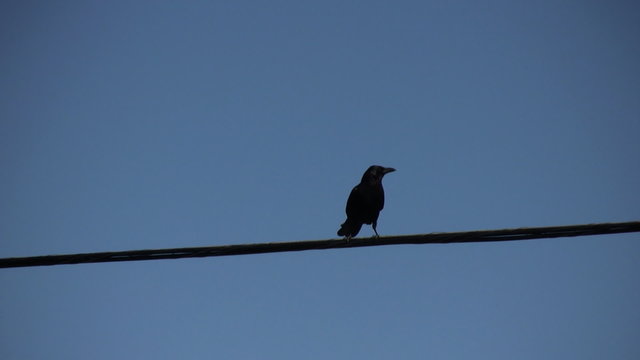 Bird on a Wire (Flies Away)