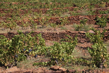 Vignes en étages.