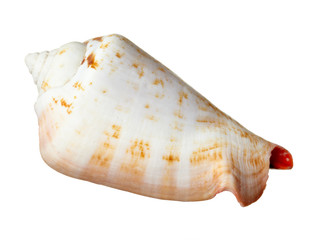 seashel sea life marine