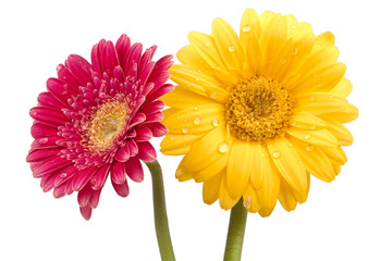 Zwei wunderschöne Gerbera Blüten mit Wassertropfen