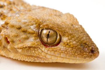 Gecko