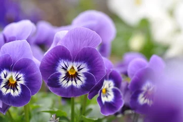 Foto op Plexiglas Viooltjes Tuin viooltje
