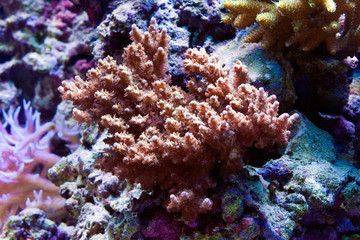 Naklejka na ściany i meble Coral in aquarium