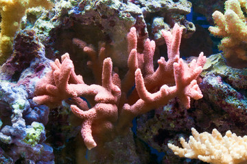 Coral in aquarium