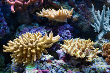 Naklejka na ściany i meble Corals in aquarium