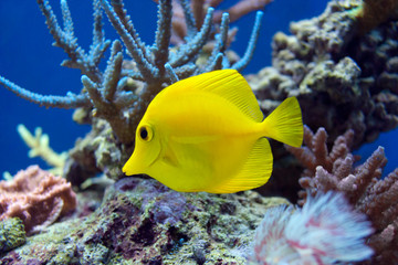 The yellow fish drifts among