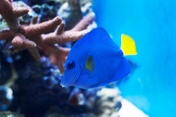 Purple Tang (Zebrasoma xanthurum) in the aquarium