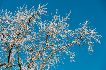 Frozen branches on blue