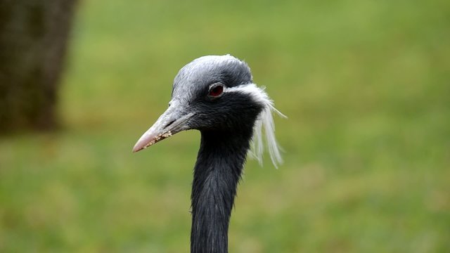Kronenkranich