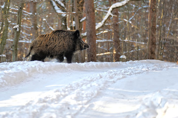 Wild boar