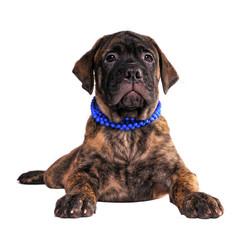 Obraz premium Bullmastiff puppy lying