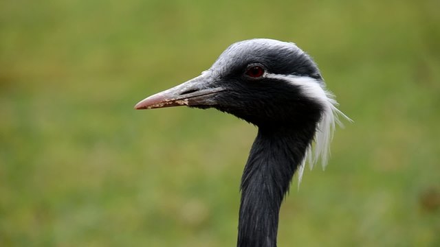 Kronenkranich