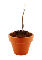 small branch with buds