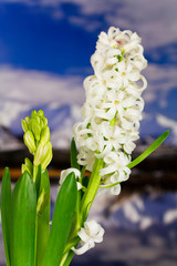 Hyazinthe in den Bergen