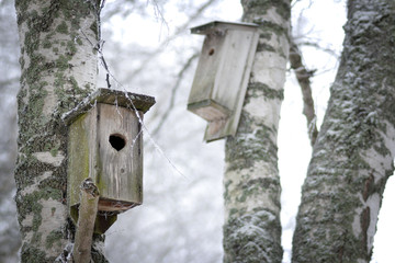 Home made wooden bird box in tree