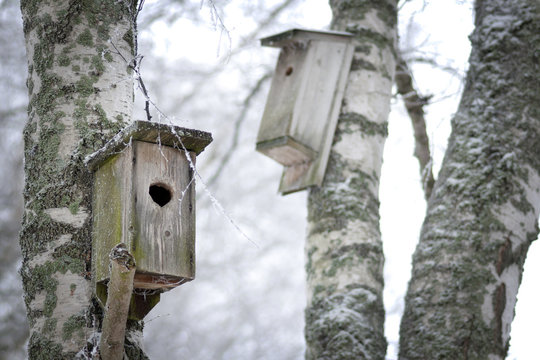 Home Made Wooden Bird Box In Tree