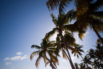 Palm