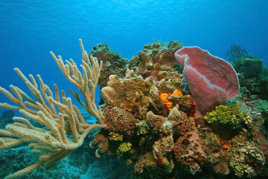 Fototapeta Variety of Corals and Sponges on a Coral Reef - Cozumel