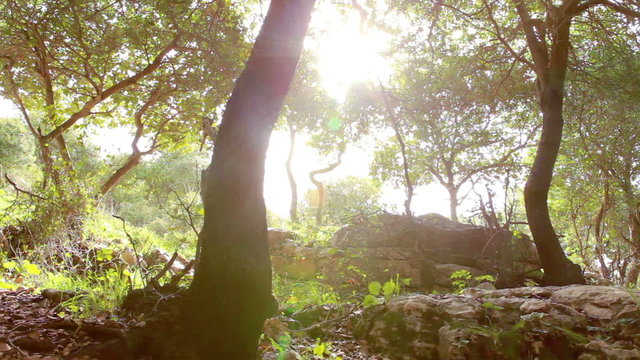 Stock Video Footage of the sun shining in a grove of trees in Carmel region of Israel.