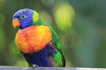 Guadeloupe - Jardin Botanique