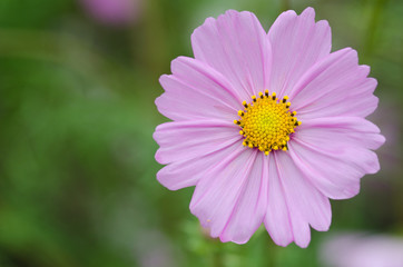 Obraz premium Single pink cosmos flower