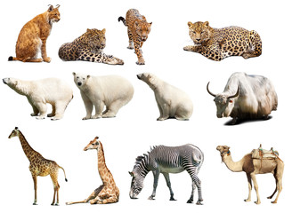 Set of  animals. Isolated over white