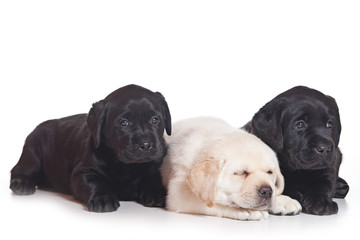 Labrador puppy on white background
