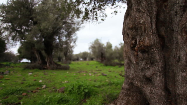 Stock Video Footage of an old olive tree trunk in a grove in Israel.
