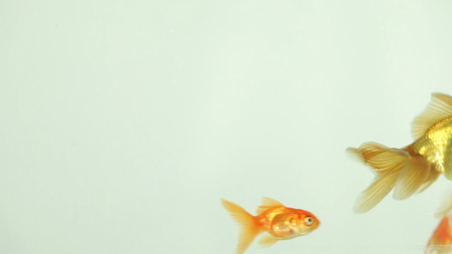 Goldfish Swimming, Eating