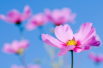 Beautiful cosmos flowers