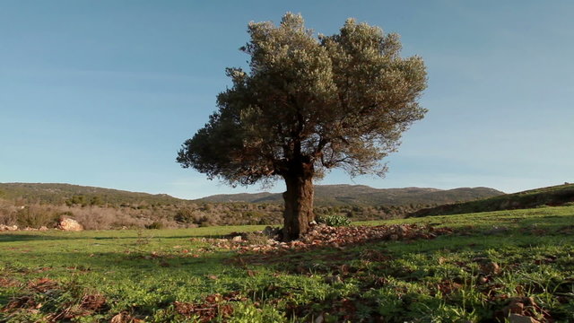 Stock Video Footage of a single, old tree in an open meadow in Israel.