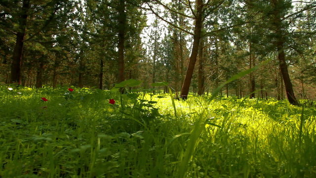Stock Video Footage of a sunlit, green, and flowered forest floor in Israel.