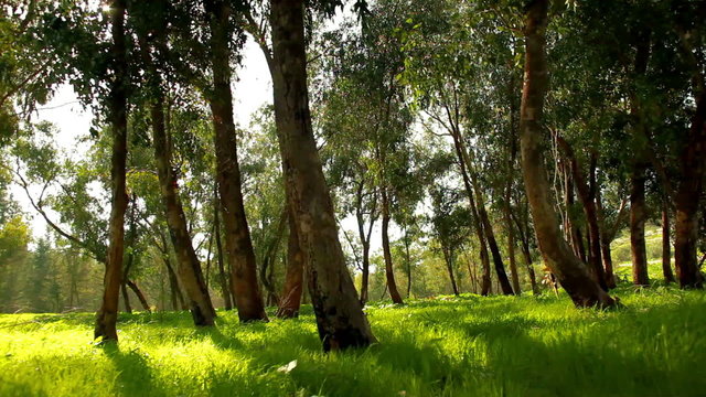 Stock Video Footage of a grassy forest floor in Israel.