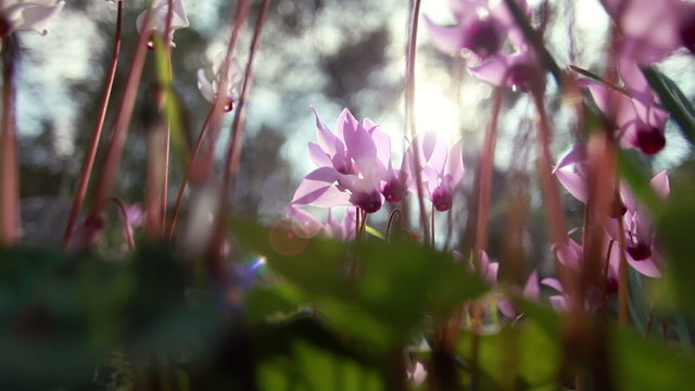Stock Video Footage closeup of sunlit purple flowers in Israel.