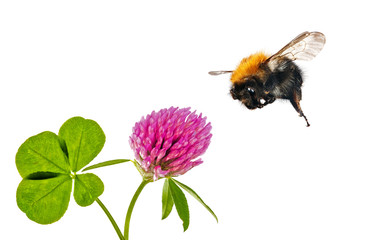 flying bumblebee near clover flower