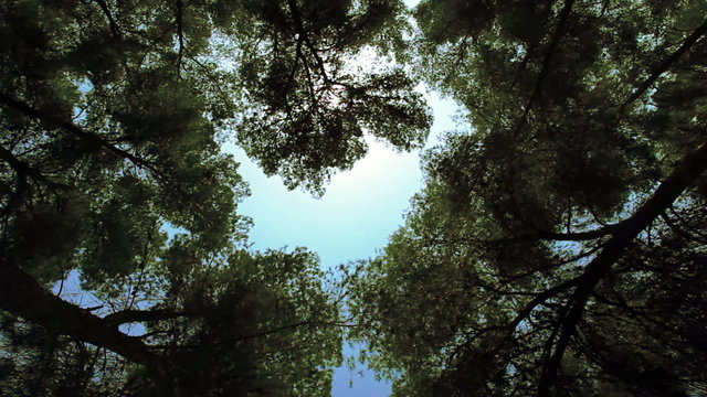 Stock Video Footage of a forest canopy in Israel.