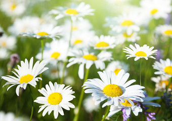 field of daisy flowers