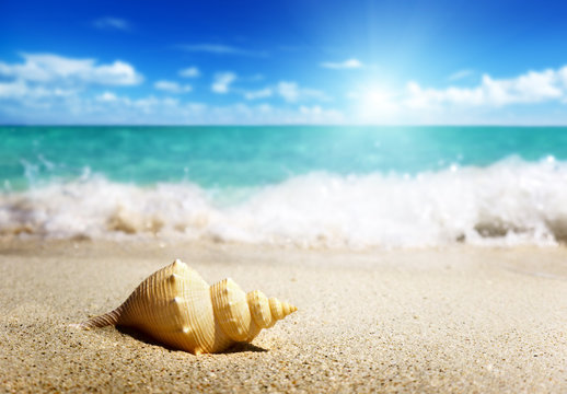 seashell on the beach (shallow DOF)