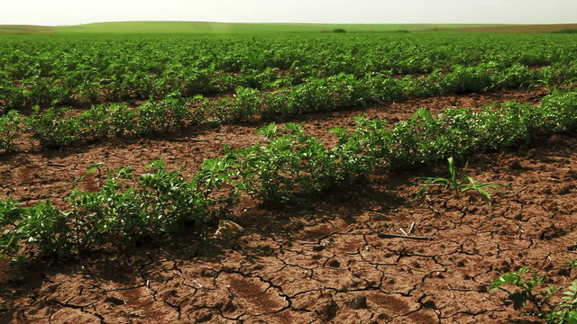 Stock Video Footage of rows of bean plants in Israel.