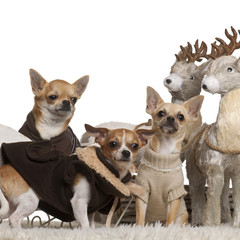 Chihuahuas in Christmas sleigh in front of white background