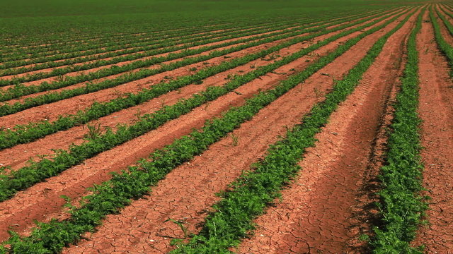 Stock Video Footage panorama of rows of bean plants in Israel.