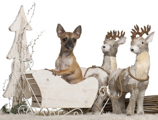 Chihuahua, 5 months old, in Christmas sleigh in front of white