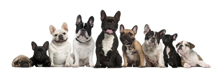 Group of French bulldogs in front of white background