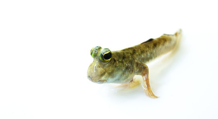Mudskipper