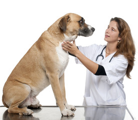 Vet examining a mixed-breed dog in front of white background