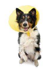 Border collie wearing a space collar on hind legs