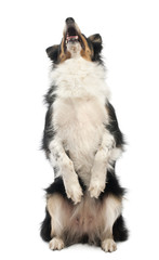Border collie on hind legs in front of white background