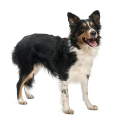 Border collie in front of white background