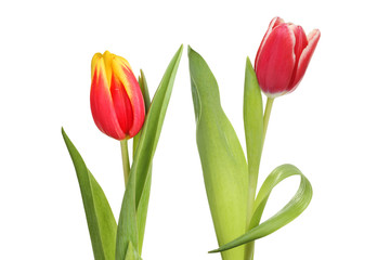 Pair of tulips