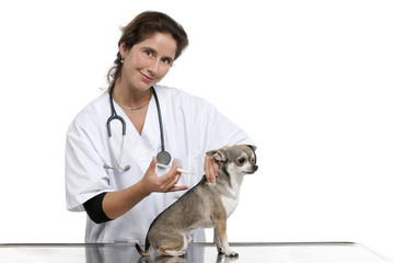 Vet giving an injection to a Chihuahua in front of white